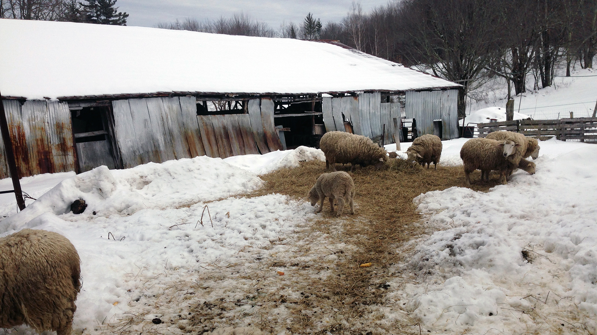 Rural Noise Ensemble Sheep